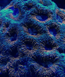 2.2 Acanthastrea Echinata Orange