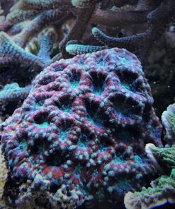 2.3 Acanthastrea Lordhowensis