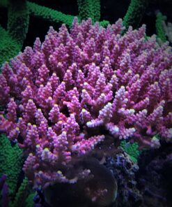 1.1.5 Austera Pink Yellow Tips