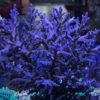 1.1.39 Caroliniana Purple Neon Polyps