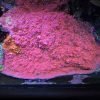 2.7 Chalice Pink