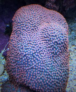 2.9 Cyphastrea Meteor