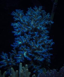 1.1.11 Echinata Ice Fire