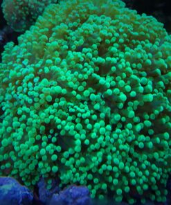 2.14 Frog Eletric Green