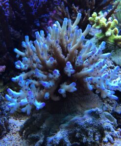 1.1.19 Granulosa Northern Lights