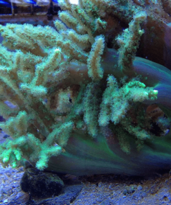 3.5 Leather Finger Eletric Green