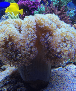 3.8 Leather Umbrella Flower