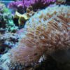 3.10 Leather Umbrella Long Polyps