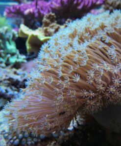 3.10 Leather Umbrella Long Polyps