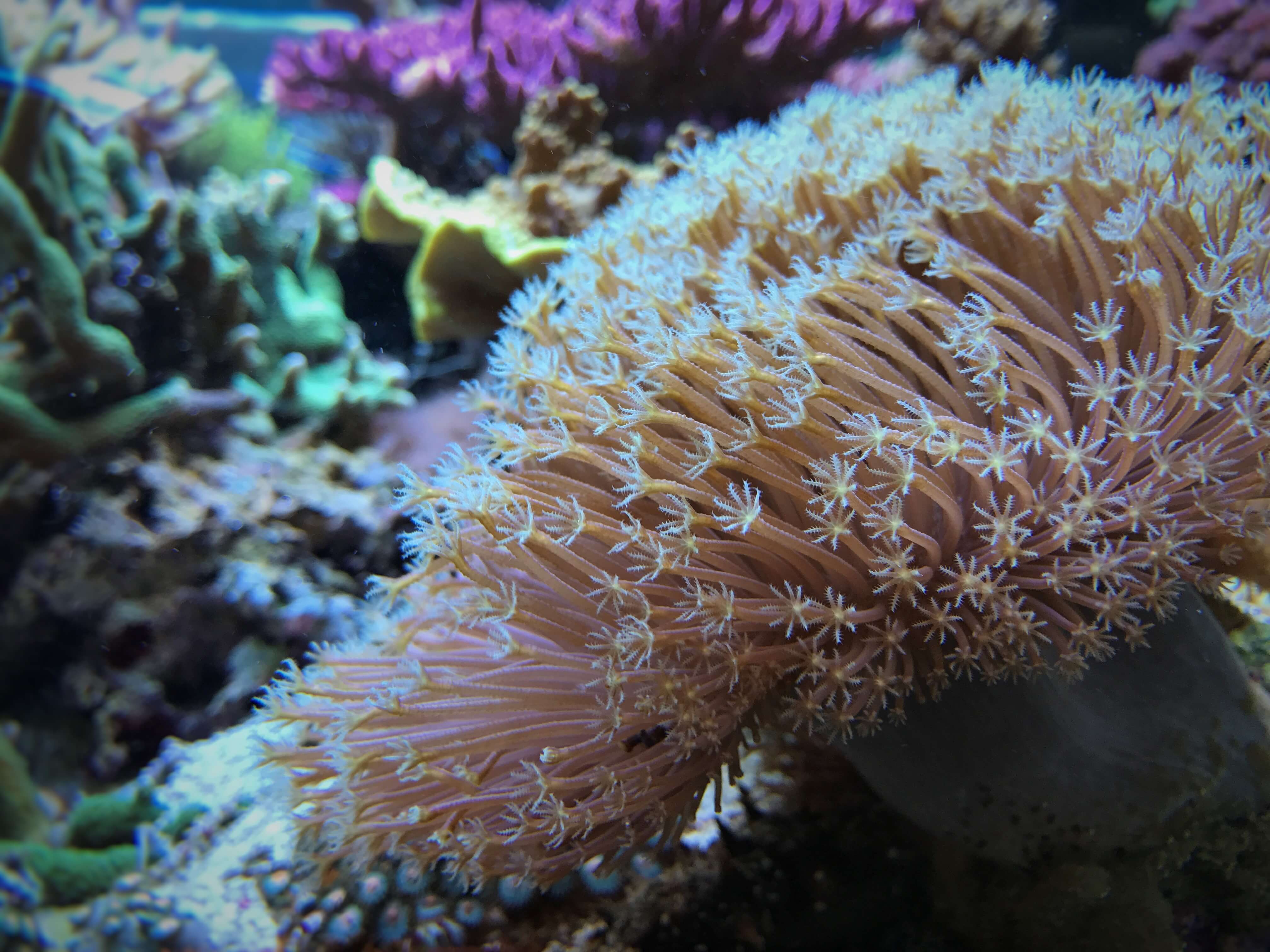 3.10 Leather Umbrella Long Polyps Ocyan