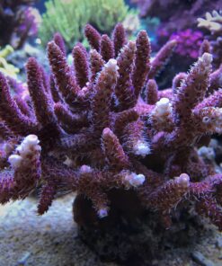 1.1.33 Milepora Pink
