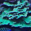 1.2.17 Montipora Capricornio Green