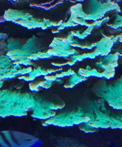 1.2.17 Montipora Capricornio Green