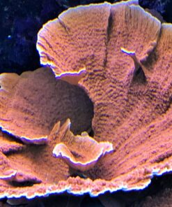 1.2.2 Montipora Capricornio Laranja