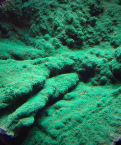 1.2.4 Montipora Chili Pepper