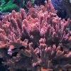 1.2.12 Montipora Setosa
