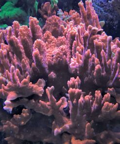 1.2.12 Montipora Setosa