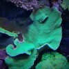 1.2.15 Montipora Undata Green Purple Polips