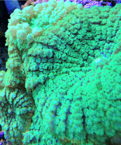 3.12 Mush Bull Eye Eletric Green