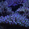 1.1.34 Nana Purple Neon Polyps