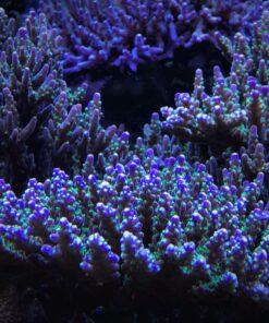 1.1.34 Nana Purple Neon Polyps