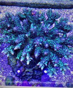 1.1.37 Nasuta Purple on Green