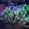 1.1.35 Nasuta Purple Polyps