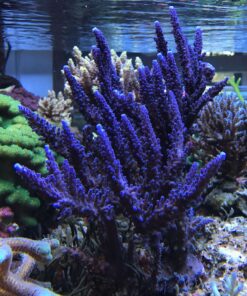 1.1.42 Ora Blue Green