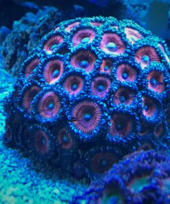 4.1 Palitoa Armor of God