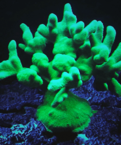 1.1.43 Psamocora Green