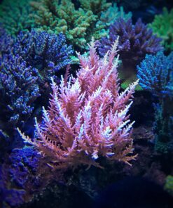 1.1.45 Red Dragon Pink