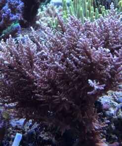 1.1.46 Red Dragon Yellow Tips Bali