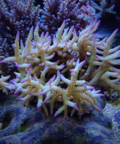 1.5.4 Seriatopora Ponape