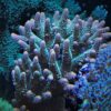 1.1.54 Spathulata Purple Tips