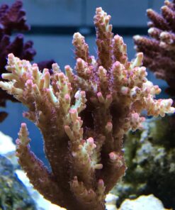 1.1.56 Strawberry Shortcake Aussie