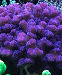 1.6.1 Stylophora Pink