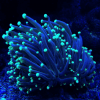2.25 Torch Yellow Tips