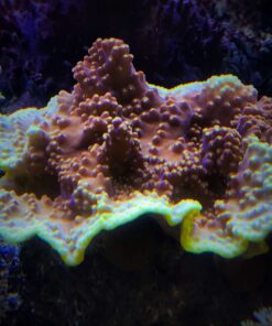 1.7.1 Turbinária Yellow