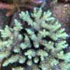 1.1.72 Yellow Aussie