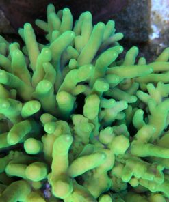 1.1.9 Caroliniana Green