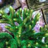 1.1.31 Milepora Eletric Green