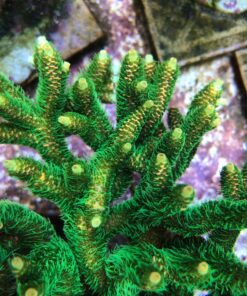 1.1.31 Milepora Eletric Green