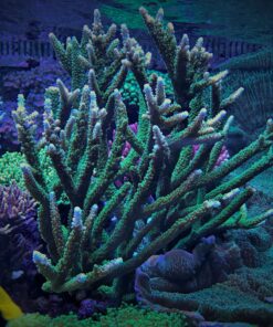 1.1.74 Yongei Green Blue Tips