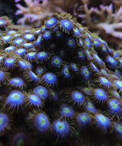 4.6 Zoanthus Baby Black Blue