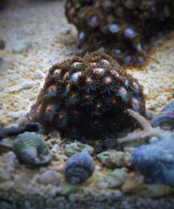 4.10 Zoanthus Green Orange