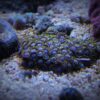 4.14 Zoanthus Purple Hornet