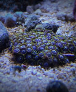 4.14 Zoanthus Purple Hornet