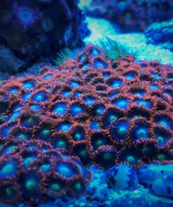 4.19 Zoanthus Tequila