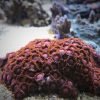 4.21 Zoanthus Ultra Red