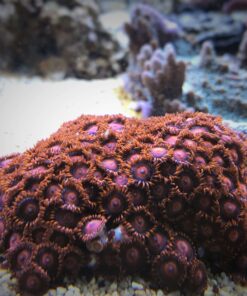 4.21 Zoanthus Ultra Red